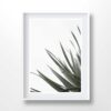 Palm leaf