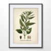 Sesame Plant