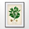 Citrus Plant