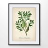 Banksia Plant