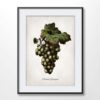 Green Grapes