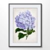 Lilac Flower