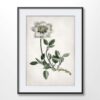 White Flower