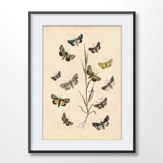 Botanical Butterflies