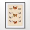 Butterflies Illustration