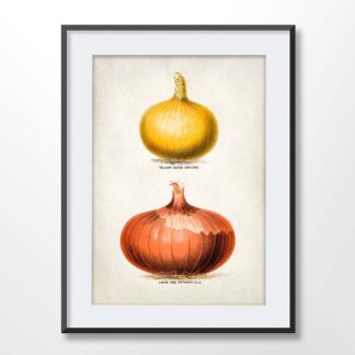 Vintage Onions