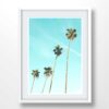 Palm tree