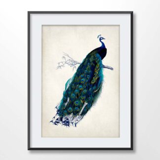 Vintage Peacock