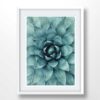 Succulent Print
