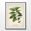 Coffee Plant