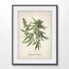 Cannabis Plant