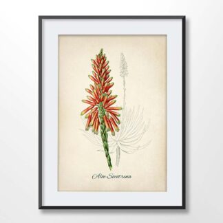 Aloe Flower