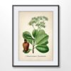 Anacardium Plant