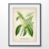 Sweet Chestnut Plant