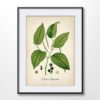 Black Pepper Plant