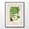 Male Fern Plant