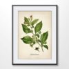 Belladonna Plant