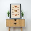 Butterflies Illustration - Image 2
