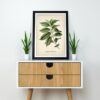 Coffee Plant - Image 2