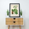 Anacardium Plant - Image 2