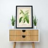 Sweet Chestnut Plant - Image 2