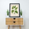 Black Pepper Plant - Image 2