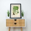 Male Fern Plant - Image 2