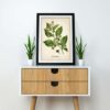 Belladonna Plant - Image 2