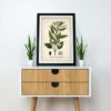 Sesame Plant - Image 2