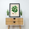 Citrus Plant - Image 2