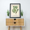 Banksia Plant - Image 2