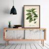 Coffee Plant - Image 3