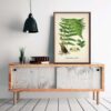 Male Fern Plant - Image 3