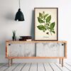 Belladonna Plant - Image 3