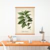 Coffee Plant - Image 4