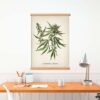 Cannabis Plant - Image 4