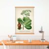 Anacardium Plant - Image 4