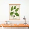 Black Pepper Plant - Image 4