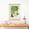 Male Fern Plant - Image 4
