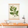 Belladonna Plant - Image 4