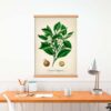 Citrus Plant - Image 4