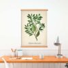 Banksia Plant - Image 4