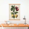 Vintage Fruit - Image 4
