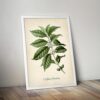 Coffee Plant - Image 5