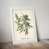 Cannabis Plant - Image 5