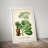 Anacardium Plant - Image 5