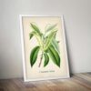 Sweet Chestnut Plant - Image 5