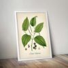 Black Pepper Plant - Image 5