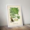 Male Fern Plant - Image 5
