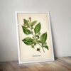 Belladonna Plant - Image 5